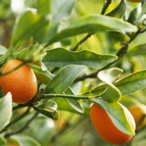 Caja de Kumquat Managu