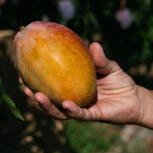 Caja de Mango Osteen Managu