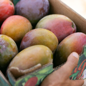 Suscripción de Caja de Mango de Temporada