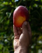 Caja de Mango Sensación Managu