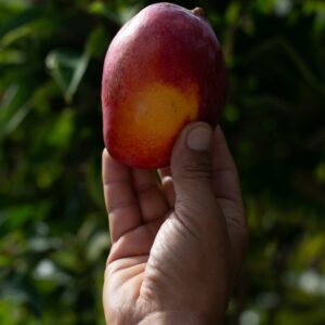 Caja de Mango Sensación Managu
