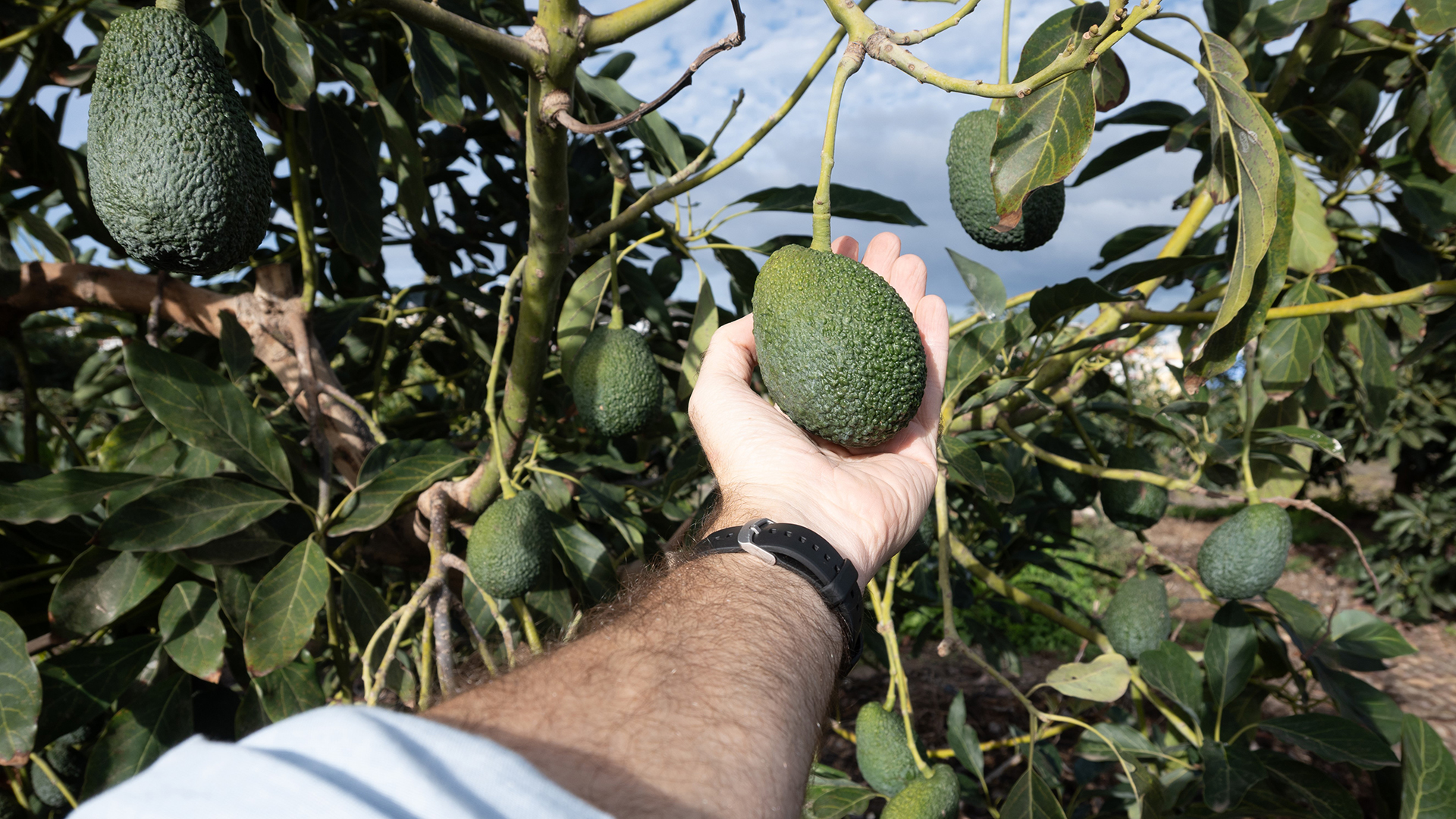 5 CLAVES PARA MULTIPLICAR el RENDIMIENTO de tu AGUACATE ESTE AÑO