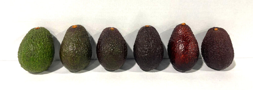 Maduración del Aguacate: Verde, Con un punto de maduración y Ready to Eat 2 6e192835-d6c6-4a6d-b569-0bb4971346ee