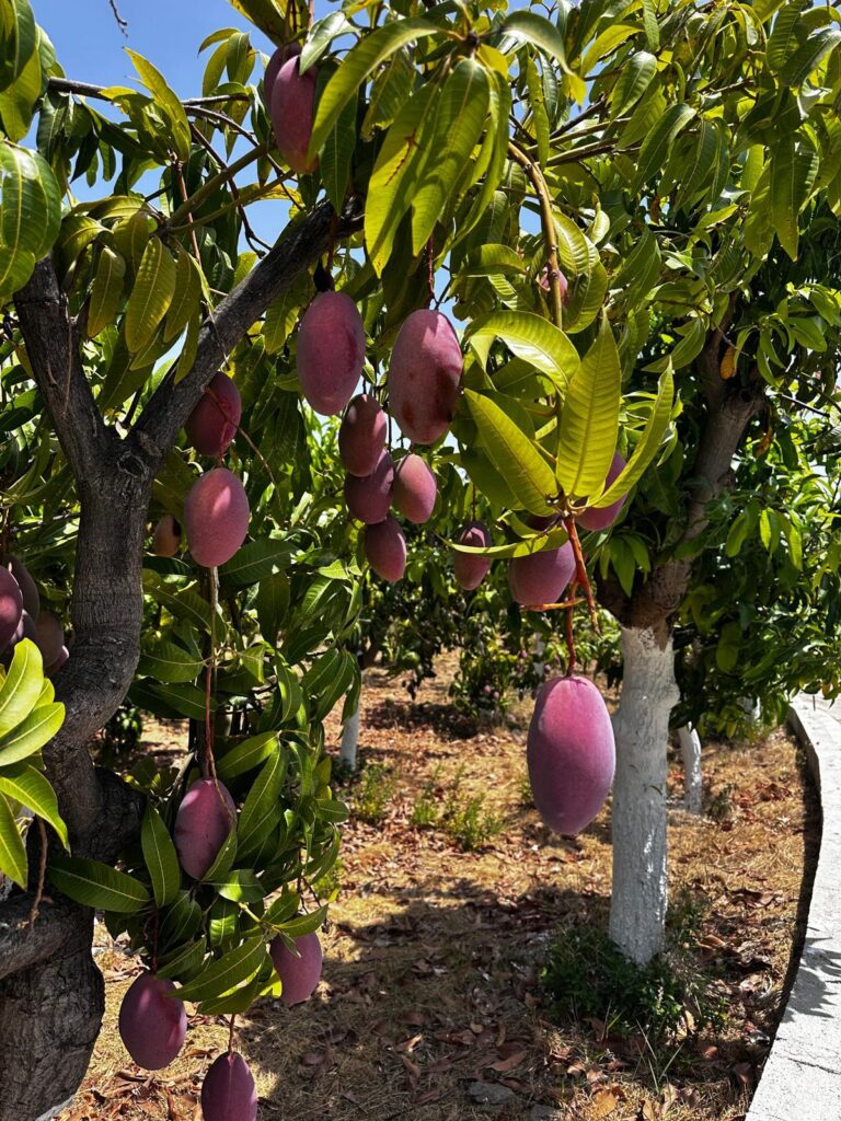 De los almendros al mango: la historia (poco conocida) del tropical en la Axarquía 2 De los almendros al mango