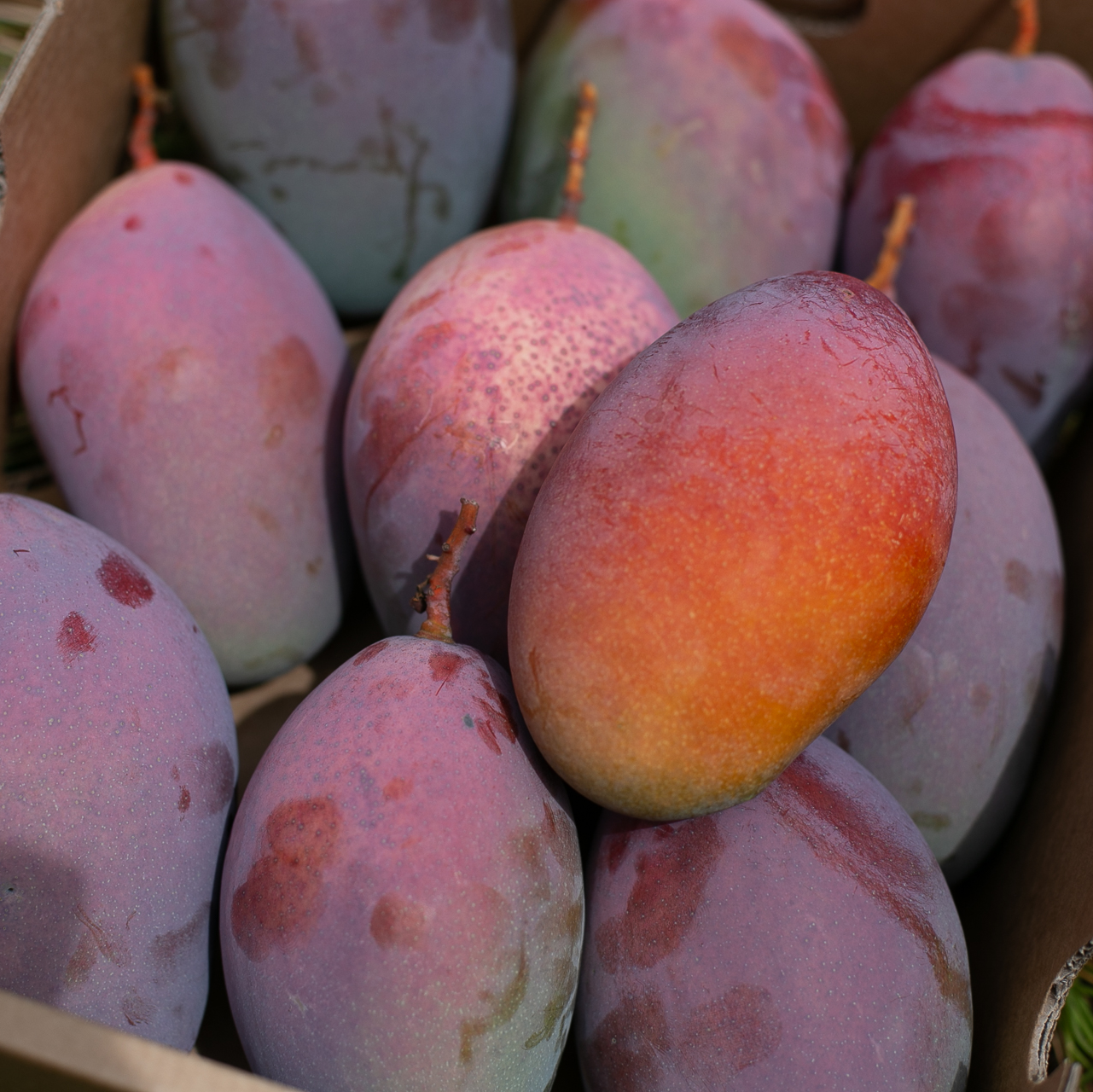De los almendros al mango