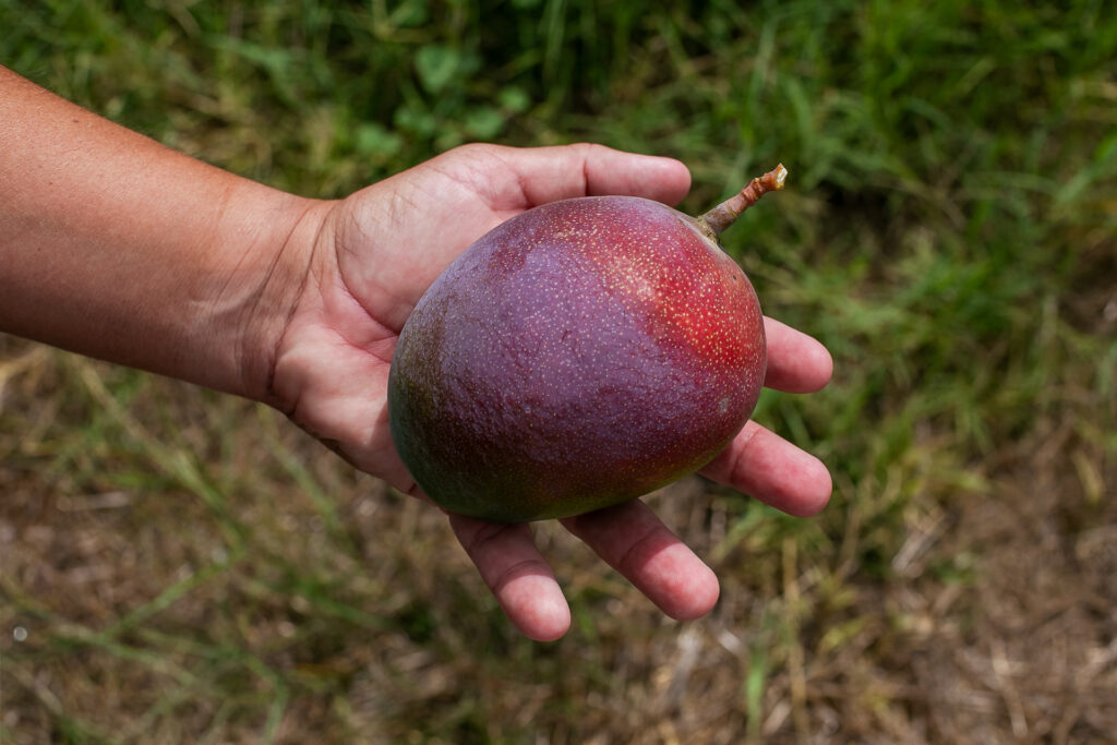 EL MANGO KENT DE LA AXARQUÍA: POR QUÉ ES EL MEJOR MANGO QUE PUEDES COMER ESTA TEMPORADA. managu 115