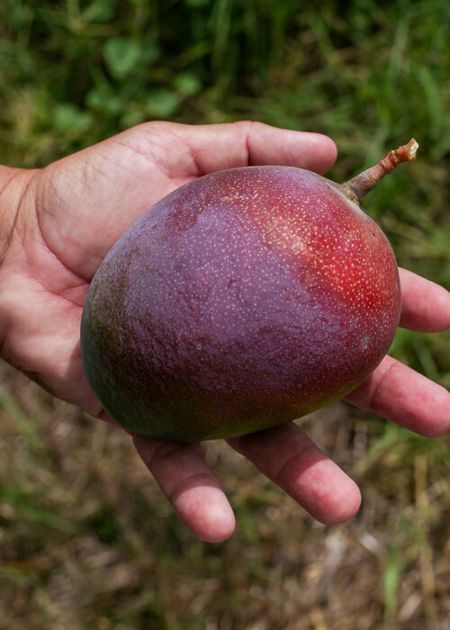 EL MANGO KENT DE LA AXARQUÍA