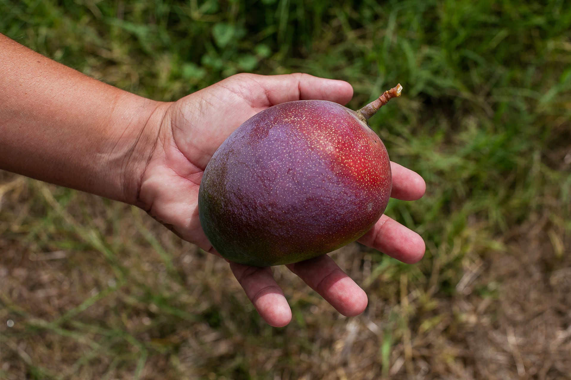 EL MANGO KENT DE LA AXARQUÍA