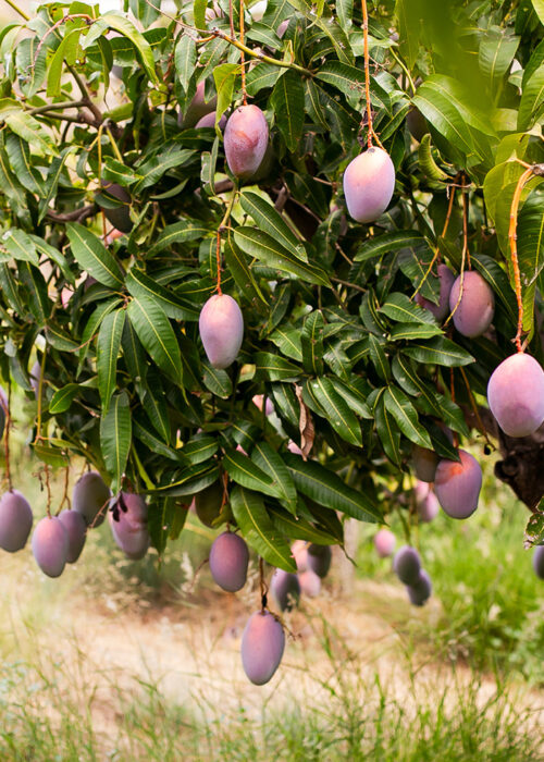 Frutas Tropicales Managú managu 100