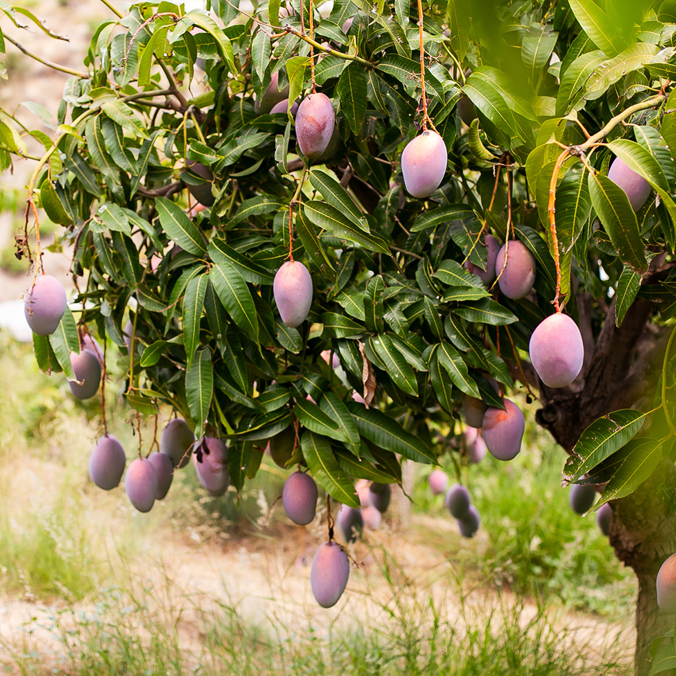 EL CONSUMO DE MANGO EN ESPAÑA CRECIÓ UN 33,4% EN 2025: LO QUE ESO SIGNIFICA PARA EL PRODUCTOR Y PARA EL CONSUMIDOR managu 100